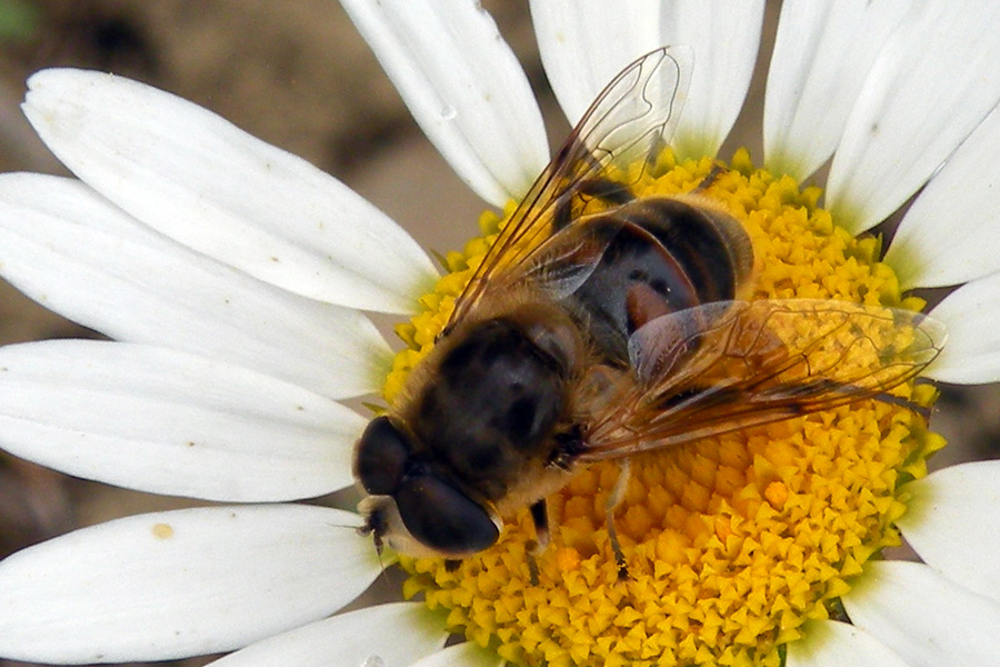 Eristalis tenax ((Syrphidae)